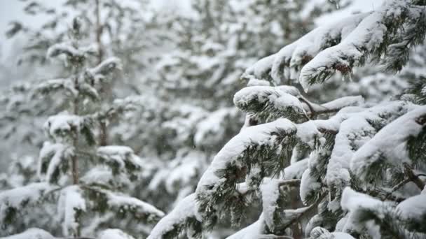 Nevicate in inverno in una foresta di conifere. Morbida mattina di Natale innevata con neve caduta al rallentatore. Sfondo video — Video Stock