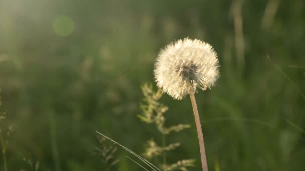 Transparante paardebloem zaad hoofd bij zonsondergang in groene gras close-up met hoogtepunten van de zon — Stockvideo