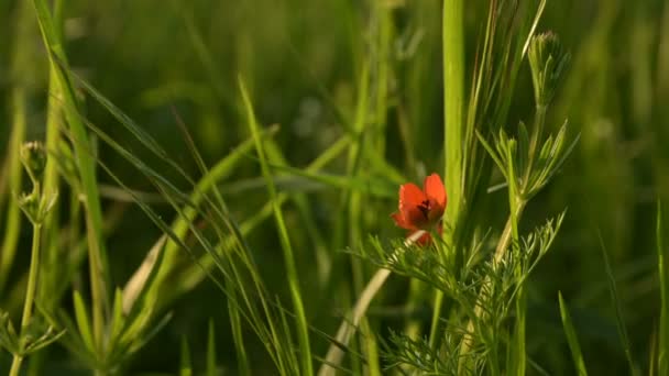 Flower head of a small field poppy at sunset in green grass close-up with sun glare — Stock Video