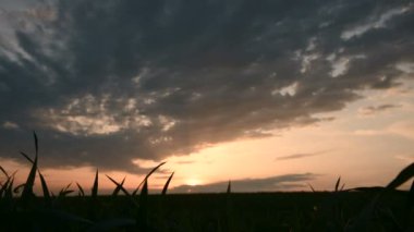 Batan güneşin arka planına karşı yeşil buğday tarlasının panoramik Silueti ve gün batımı bulutları ile destansı bir gökyüzü