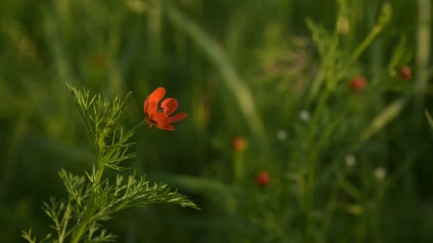 Virág fejét egy kis mező mák naplementekor zöld fű közelről nap tükrözte — Stock videók