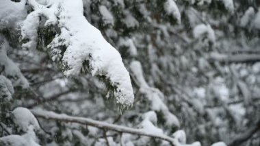 Kışın kar yağışı kozalaklı bir ormanda. Yavaş çekimde düşen kar ile yumuşak karlı Noel sabahı. Video arka planı