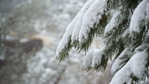 Nieve en invierno en un bosque de coníferas. Suave mañana de Navidad nevada con nieve cayendo en cámara lenta. Fondo de vídeo — Vídeo de stock