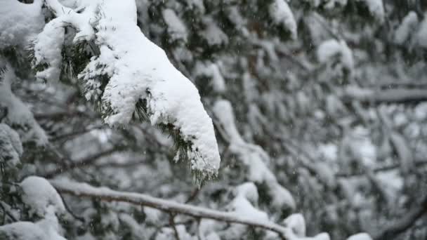 Sníh v zimě v jehličnatých lesích. Měkké zasněžené vánoční dopoledne s klesajících sněhem v pomalém pohybu. Pozadí videa — Stock video