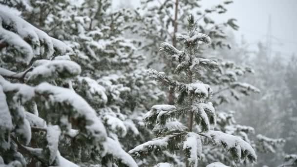 Nieve en invierno en un bosque de coníferas. Suave mañana de Navidad nevada con nieve cayendo en cámara lenta. Fondo de vídeo — Vídeos de Stock