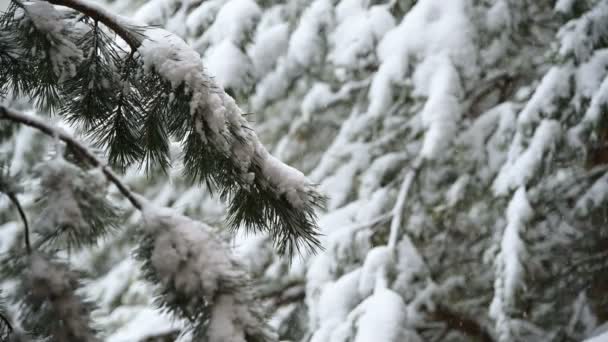 Sneeuwval in de winter in een naald bos. Zachte besneeuwde kerst ochtend met vallende sneeuw in slow motion. Video achtergrond — Stockvideo