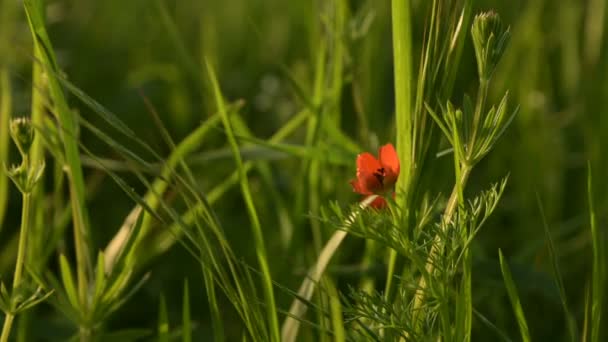 Cabeza de flor de una pequeña amapola de campo al atardecer en hierba verde de cerca con resplandor solar — Vídeo de stock