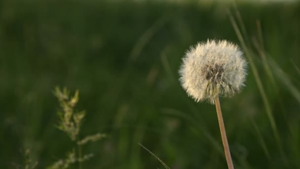 Capul transparent de semințe de păpădie la apus de soare în iarbă verde aproape cu evidențieri de la soare — Videoclip de stoc