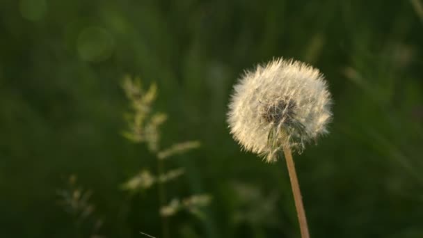 透明的蒲公英种子头在日落在绿草特写与来自太阳的亮点 — 图库视频影像
