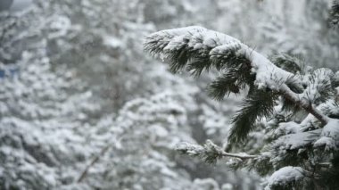Kışın kar yağışı kozalaklı bir ormanda. Yavaş çekimde düşen kar ile yumuşak karlı Noel sabahı. Video arka planı