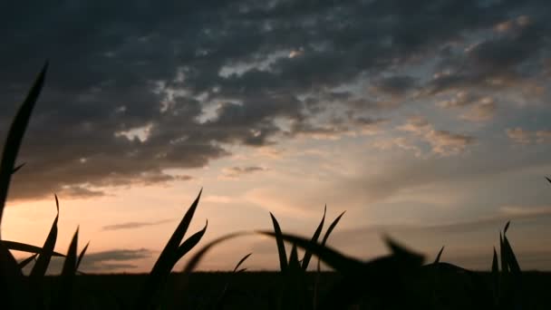 Silhueta Panorâmica de um campo de trigo verde contra o pano de fundo do sol poente e um céu épico com nuvens de pôr do sol — Vídeo de Stock