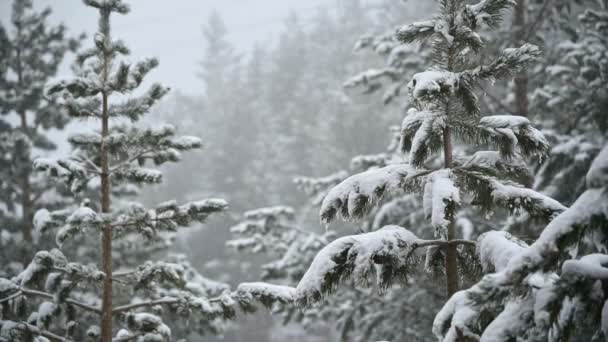 Chute de neige en hiver dans une forêt de conifères. Matin de Noël enneigé doux avec chute de neige au ralenti. Fond vidéo — Video