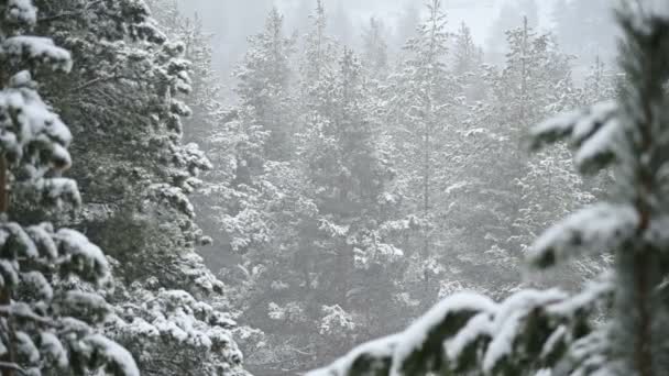 Télen hóesés tűlevelű erdőkben. Lágy havas karácsony reggel eső hó lassítva. Videó háttere — Stock videók