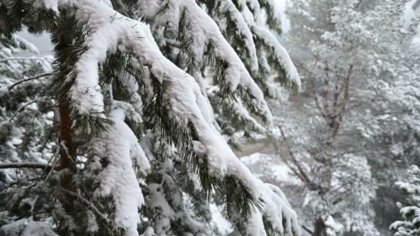 Snöfall på vintern i en barrskog. Mjuk snöig jul morgon med fallande snö i slow motion. Video bakgrund — Stockvideo