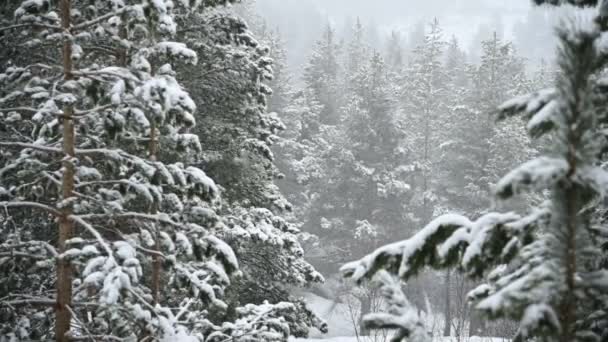 Snowfall zimą w lesie iglastych. Miękki śnieżny świąteczny poranek z opadającym śniegiem w zwolnionym tempie. Tło wideo — Wideo stockowe