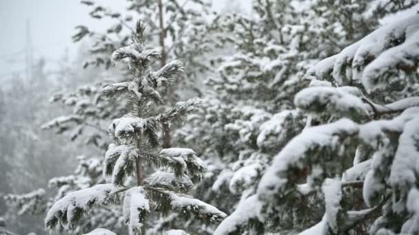 Schneefall im Winter im Nadelwald. weicher, verschneiter Weihnachtsmorgen mit fallendem Schnee in Zeitlupe. Video-Hintergrund — Stockvideo