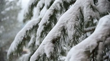 Kışın kar yağışı kozalaklı bir ormanda. Yavaş çekimde düşen kar ile yumuşak karlı Noel sabahı. Video arka planı