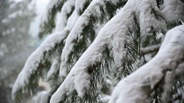 A neve cai no inverno em uma floresta conífera. Manhã de Natal nevada macia com queda de neve em câmera lenta. Fundo de vídeo — Vídeo de Stock