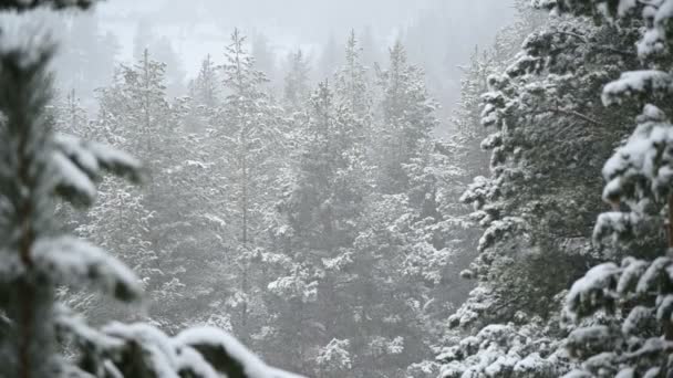 Nieve en invierno en un bosque de coníferas. Suave mañana de Navidad nevada con nieve cayendo en cámara lenta. Fondo de vídeo — Vídeos de Stock