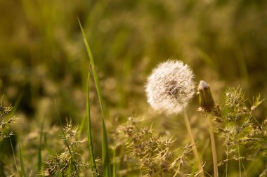 Güneşten vurgular ile yeşil çim yakın çekim gün batımında şeffaf karahindiba tohumu kafası