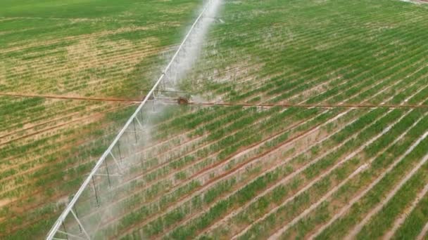 Agricultura industrial 4K Vista aérea. Irrigação de campos arredondados com culturas agrícolas no verão — Vídeo de Stock