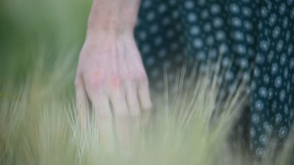 Primo piano profondità di campo poco profonda. La mano di una giovane ragazza tocca picchetti verdi su un campo di grano la sera. Colore fresco — Video Stock