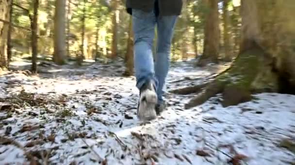 Tracking camera lage groothoek Achteraanzicht van een mannelijke reiziger met een rugzak wandelen langs een pad in een naald bos in de winter. Het concept van het vinden van uw weg en reizen. ProRes 422 — Stockvideo