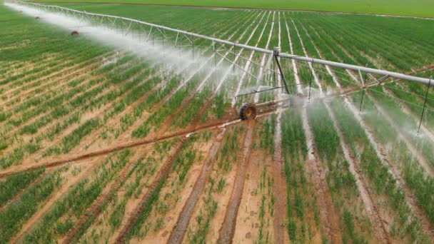 Industrial agriculture 4K Aerial view. Irrigation of round fields with agricultural crops in summer — Stock Video