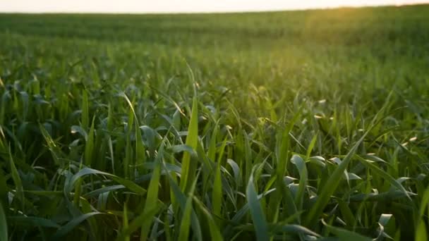 Gros plan sur les feuilles vertes de l'agriculture balancent dans le vent. Panorama des champs agricoles au coucher du soleil. Caméra en direct 4k — Video
