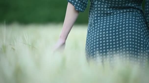 Невелика глибина різкості. Рука молодої дівчини торкається зелених колосків на пшеничному полі ввечері. Крутий колір. Вид ззаду — стокове відео