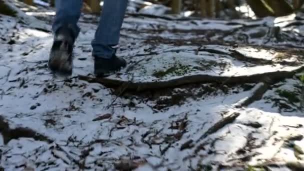 Kamera Takibi bir erkek gezgininin düşük geniş açı arka görünümü bir sırt çantası ile kış aylarında bir konik ormanda bir yol boyunca yürüyüş. Yolunuzu ve seyahat bulma kavramı. ProRes 422 | — Stok video
