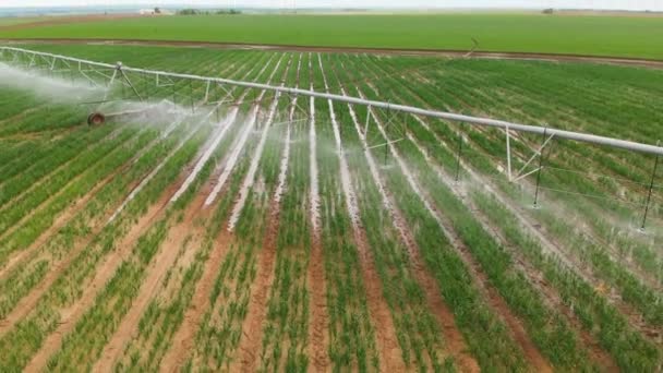 Industrial agriculture 4K Aerial view. Irrigation of round fields with agricultural crops in summer — Stock Video