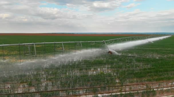 Agricultura industrial 4K Vista aérea. Riego de campos redondos con cultivos agrícolas en verano — Vídeo de stock