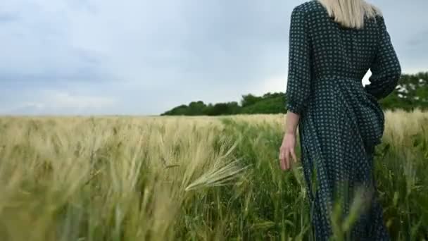 Vista posteriore. Una giovane ragazza bionda in un vestito verde sciolto cammina tranquillamente lungo un campo verde di grano. Il concetto di libertà e indipendenza delle donne — Video Stock