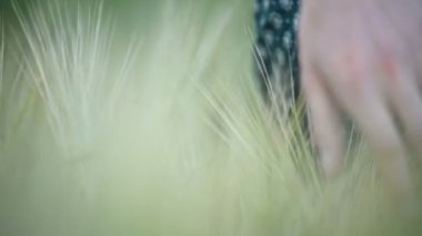 Yakın çekim sığ alan derinliği. Genç bir kızın eli akşamları buğday tarlasında yeşil dikenlere dokunuyor. Serin renk