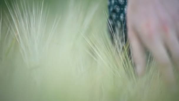 Gros plan faible profondeur de champ. La main d'une jeune fille touche des épillets verts sur un champ de blé le soir. Couleur fraîche — Video