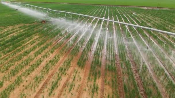 産業農業4k航空写真。夏の農作物を用く丸畑の灌漑 — ストック動画