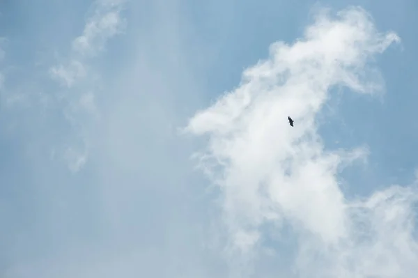 Işık bulutları ile mavi gökyüzünde yayılan kanatları olan yalnız bir kuş. Özgürlük ve yalnızlık kavramı — Stok fotoğraf