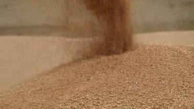 Büyük bir açık hava Höyük içine uyanma buğday tahıl sabit bir akış yakın çekim. Ekmek üretimi ve buğday çıkarma. Tahıl bitkileri hasat. Buğday Eleme temizliği