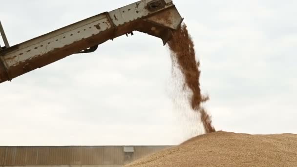 Демонстрация устойчивого потока зерна пшеницы из комбайна или сортировочной машины в грузовой контейнер или на хранение под открытым небом. Производство хлеба и добыча пшеницы. Сбор зерна — стоковое видео