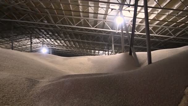 Panorama del hangar para almacenar grano de trigo. Área de almacenamiento oscura cubierta Trigo. Tecla baja — Vídeos de Stock