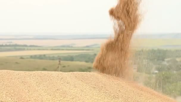 Nahaufnahme eines stetigen Stroms von Weizenkörnern, der zu einem großen Freilufthügel aufwacht. Brotproduktion und Weizengewinnung. Getreideernte. Weizen sieben Reinigung — Stockvideo