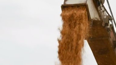 Bir kombine veya sıralama makinesinden bir yük kabı veya depolama içine buğday tahıl sabit bir akış ayrıntılı görünümü. Ekmek üretimi ve buğday çıkarma. Tahıl hasat