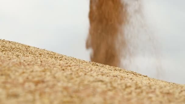 Närbild av en stadig ström av vete korn vakna upp i en stor utomhuskulle. Bröd produktion och vete utvinning. Skörd av spannmålsgrödor. Rengöring av vete siktning — Stockvideo