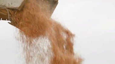 Bir kombine veya sıralama makinesinden bir yük kabı veya depolama içine buğday tahıl sabit bir akış ayrıntılı görünümü. Ekmek üretimi ve buğday çıkarma. Tahıl hasat