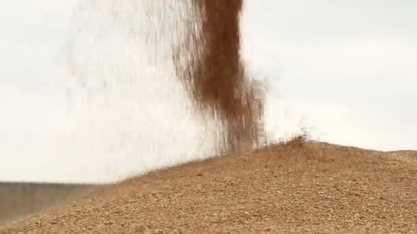 Primo piano di un flusso costante di grano che si risveglia in un grande tumulo all'aperto. Produzione di pane ed estrazione del grano. Raccolta di cereali. Pulizia setacciatura grano — Video Stock