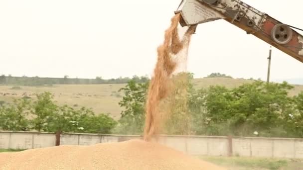 Demostración de un flujo constante de grano de trigo de una máquina combinadora o clasificadora en un contenedor de carga o almacenamiento al aire libre. Producción de pan y extracción de trigo. Cosecha de granos — Vídeos de Stock