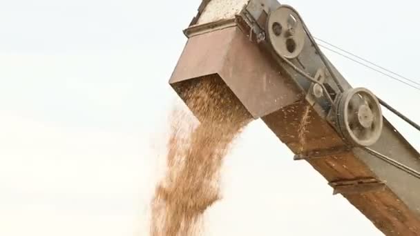 Vista detalhada de um fluxo constante de grãos de trigo de uma máquina de combinar ou classificar em um contêiner ou armazenamento de carga. Produção de pão e extração de trigo. Colheita de grãos — Vídeo de Stock