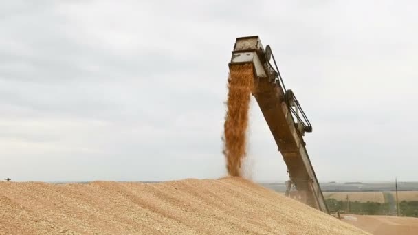 Bir kombine veya sıralama makinesinden bir kargo kabı veya açık hava depolama içine buğday tahılının sabit bir akış gösterimi. Ekmek üretimi ve buğday çıkarma. Tahıl hasat — Stok video