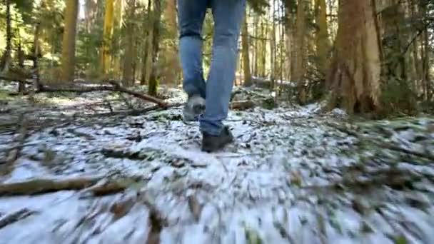 Tracking camera Low wide angle rear view of a male traveler with a backpack walking along a path in a coniferous forest in winter. The concept of finding your way and travel. prores 422 — Stock Video